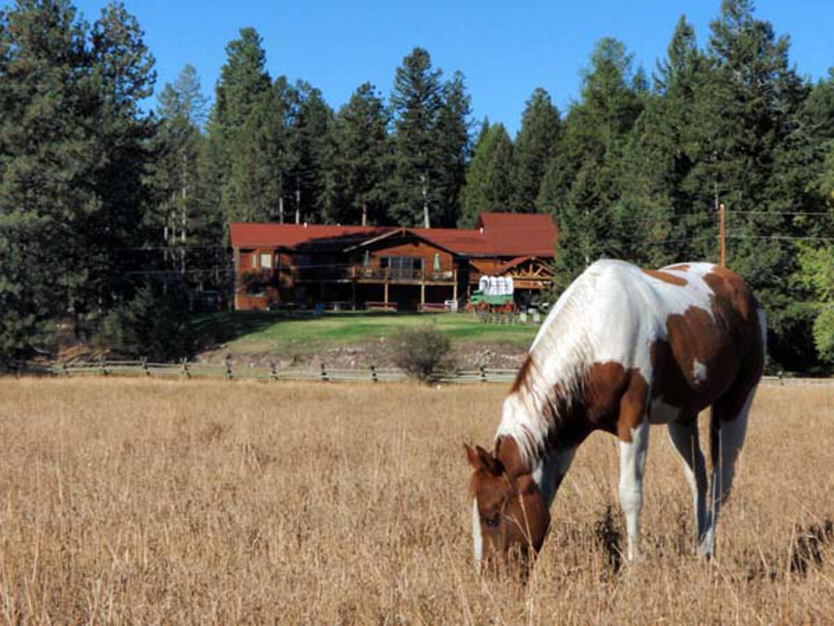 Ponies Grazing in Front of the Lodge
